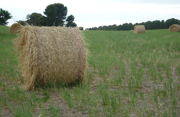 Hay bail in paddock.